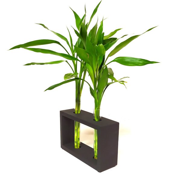 Bambu da Sorte com Suporte Duplo e Vasos em Vidro