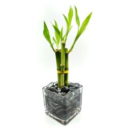 Imagem de Bambu da Sorte com Pedra Hematita e Vaso de Vidro