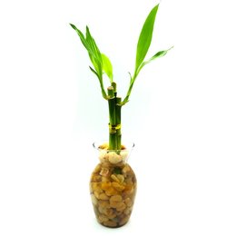 Imagem de Vaso Haiti em Vidro com Bambu da Sorte