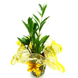 Imagem de Zamioculca Planta da Fortuna Pequena