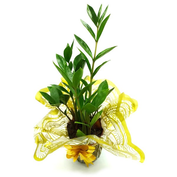 Zamioculca Planta da Fortuna Pequena