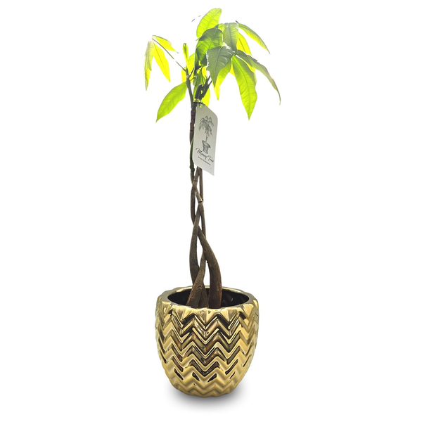 Vaso Indiano em Metal com Árvore do Dinheiro