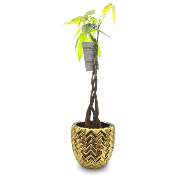 Vaso Indiano em Metal com Árvore do Dinheiro