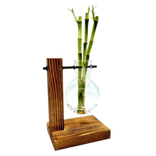 Vaso Pendente com Bambu da Sorte e Suporte