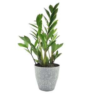 Imagem de Zamioculca com Cachepot Cimento