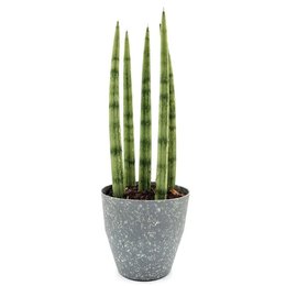 Imagem de Vaso com Lança de São Jorge