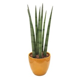 Imagem de Lança de São Jorge com Vaso em Cerâmica