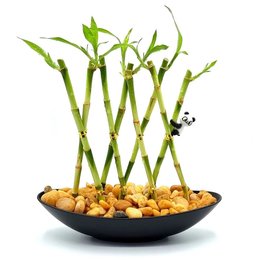 Imagem de Vaso Canoa com Panda e Bambu da Sorte