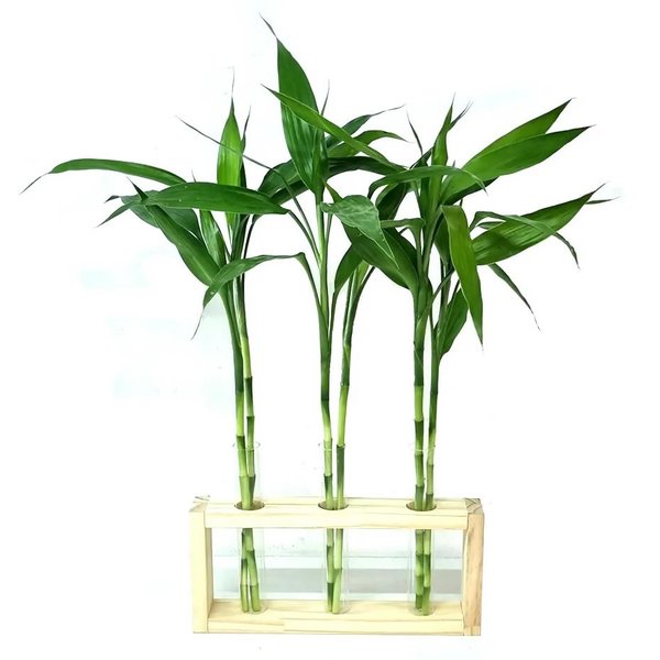 Vaso Triplo com Suporte de Madeira e Bambu da Sorte