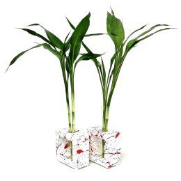 Imagem de Kit Duo Love com Bambu da Sorte e Vaso em Vidro