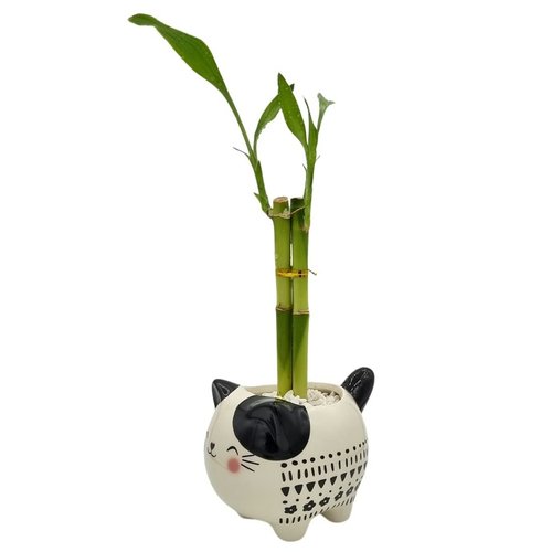 Gatinho em Cerâmica com Bambu da Sorte