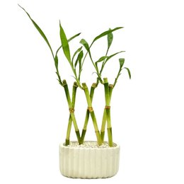 Imagem de Vaso Retangular com Bambu da Sorte Trançado