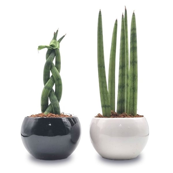 Conjunto Yin Yang com Lança de São Jorge