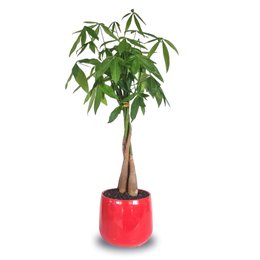 Imagem de Vaso em Cerâmica com Árvore do Dinheiro