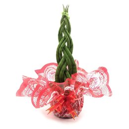 Imagem de Arranjo com Lança de São Jorge Trançada