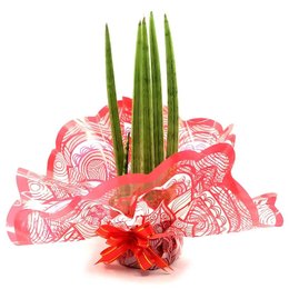 Imagem de Arranjo com Lança de São Jorge Reta