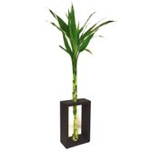 Bambu da Sorte com Suporte Extra Grande