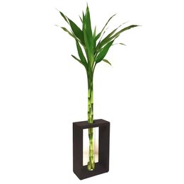 Imagem de Bambu da Sorte com Suporte Extra Grande