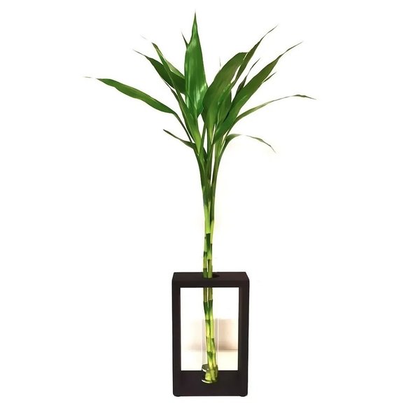 Bambu da Sorte com Suporte Extra Grande