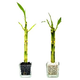 Imagem de Bambu da Sorte Yin Yang Duplo em Vidro