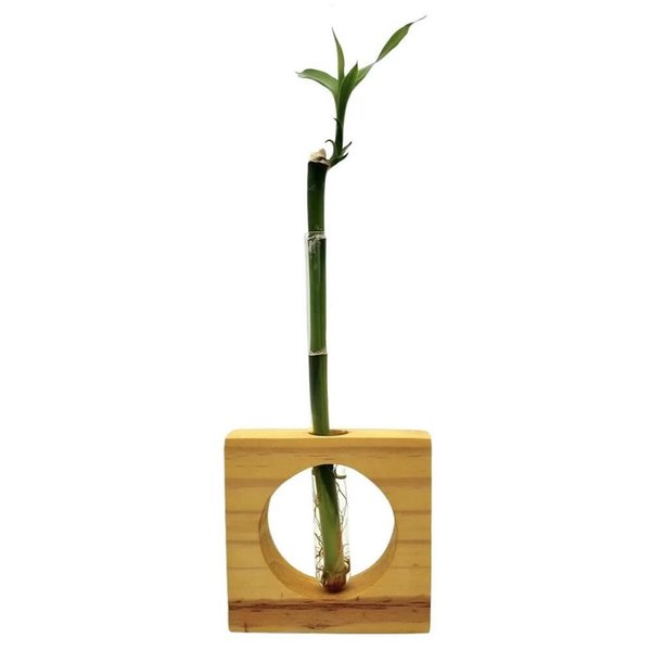 Bambu da Sorte Solitário com Suporte de Madeira