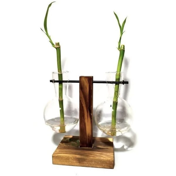 Bambu da Sorte com Suporte Duplo e Vaso Pendente