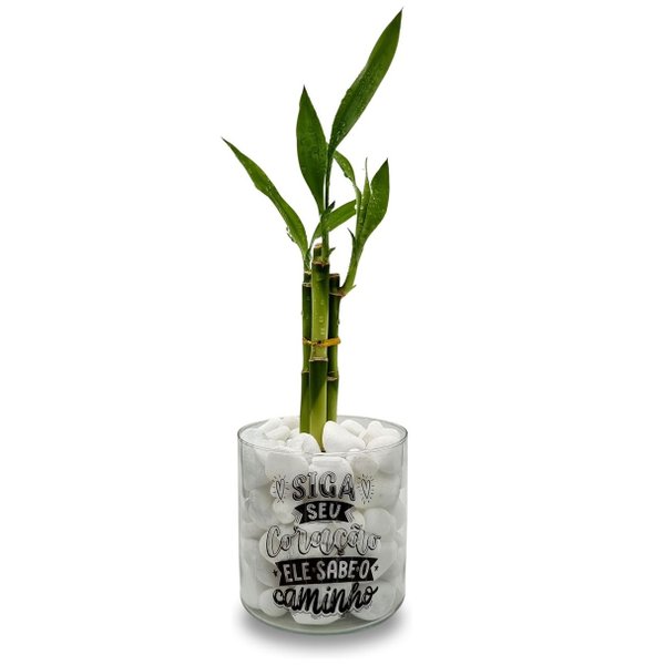 Bambu da Sorte com Vaso Siga Seu Coração