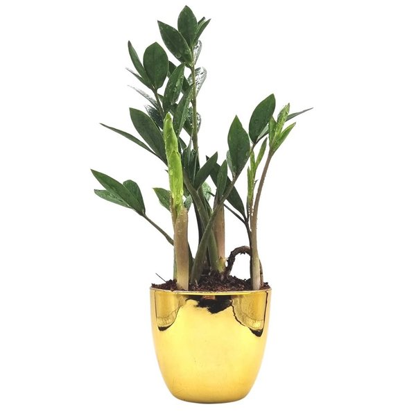 Vaso Dourado com Planta Zamioculca