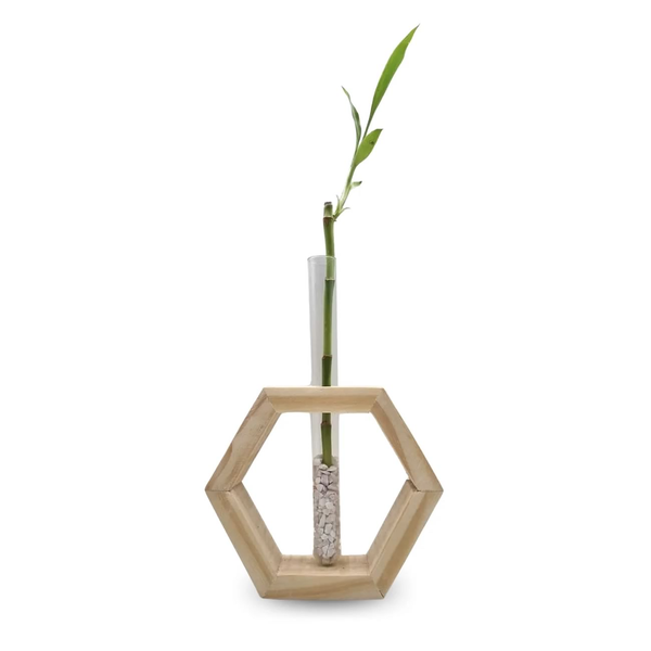 Bambu da Sorte com Suporte Hexágono e Tubo de Vidro