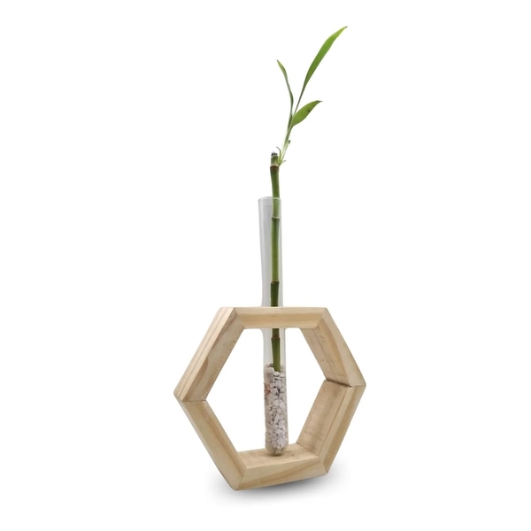 Bambu da Sorte com Suporte Hexágono e Tubo de Vidro
