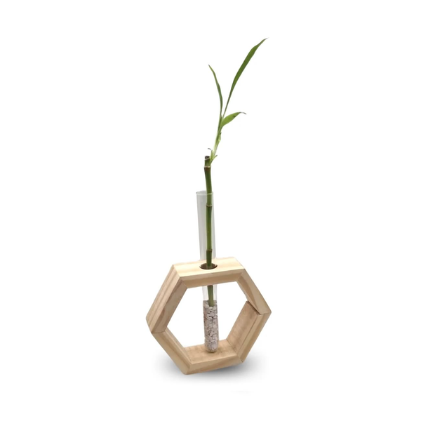 Bambu da Sorte com Suporte Hexágono e Tubo de Vidro