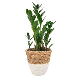 Imagem de Cachepot Palha com Planta Zamioculca