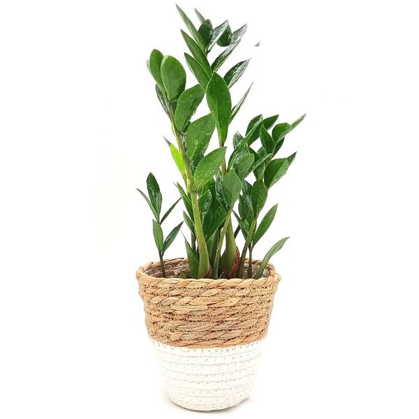 Cachepot Palha com Planta Zamioculca