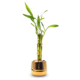 Imagem de Cachepot Dourado com Bambu da Sorte