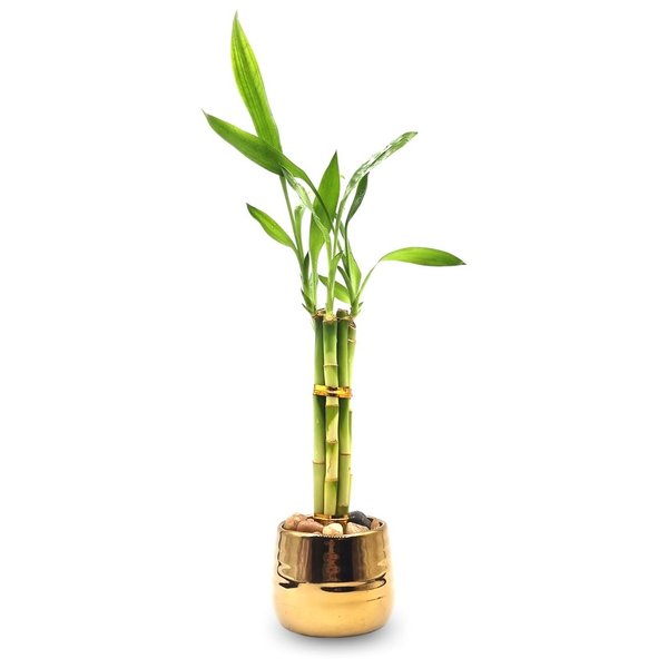 Cachepot Dourado com Bambu da Sorte