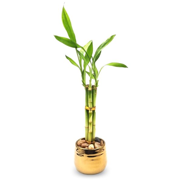 Cachepot Dourado com Bambu da Sorte