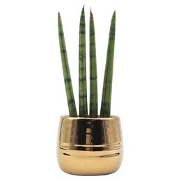 Imagem de Cachepot Dourado com Lança de São Jorge