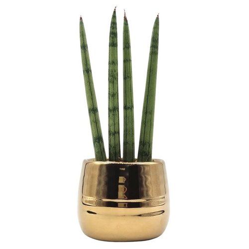 Cachepot Dourado com Lança de São Jorge