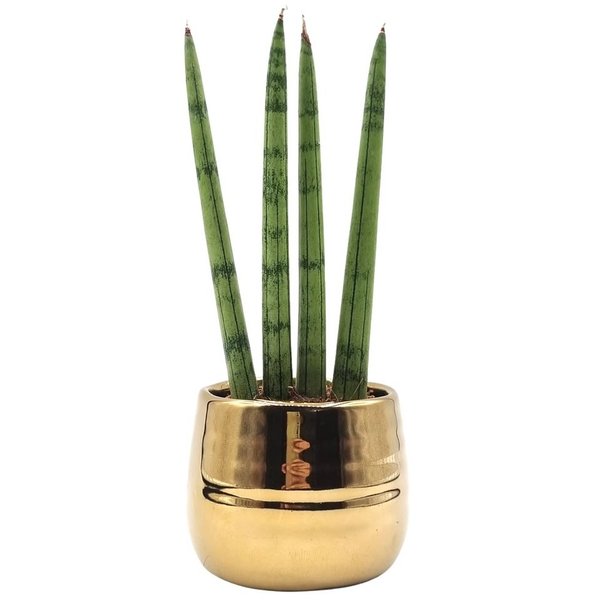 Cachepot Dourado com Lança de São Jorge