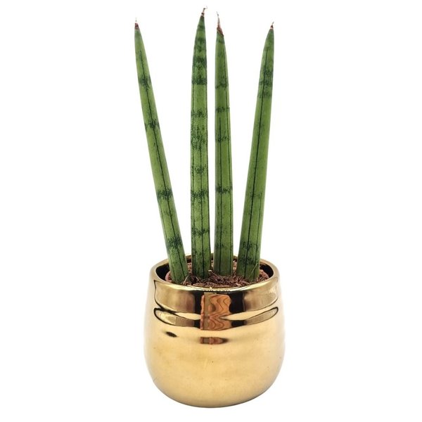 Cachepot Dourado com Lança de São Jorge