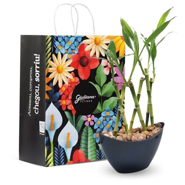 Vaso Canoa Elegance com Bambu da Sorte