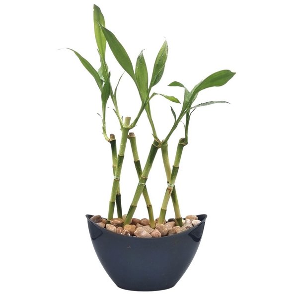 Vaso Canoa Elegance com Bambu da Sorte