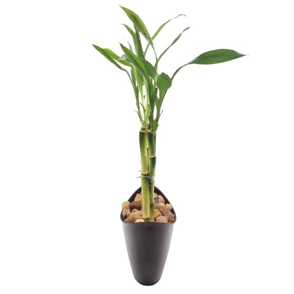 Vaso Canoa Elegance com Bambu da Sorte