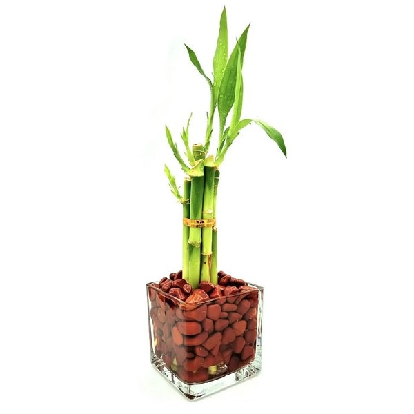 Bambu da Sorte com Jaspe Vermelha e Chocolate