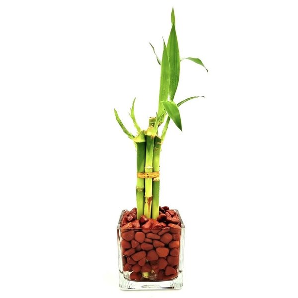 Bambu da Sorte com Jaspe Vermelha e Chocolate