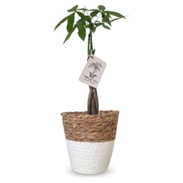 Imagem de Cachepot Palha com Árvore do Dinheiro