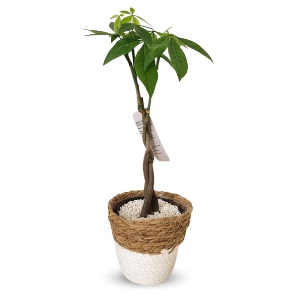 Cachepot Palha com Árvore do Dinheiro