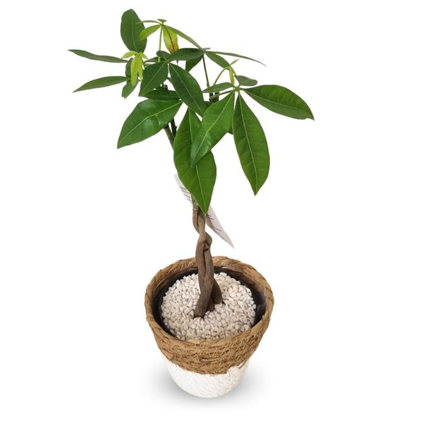 Cachepot Palha com Árvore do Dinheiro