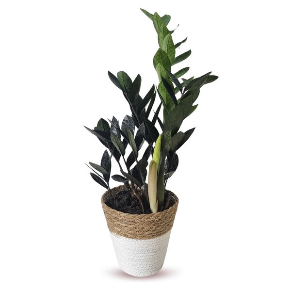 Cachepot Palha com Zamioculca Black Queen