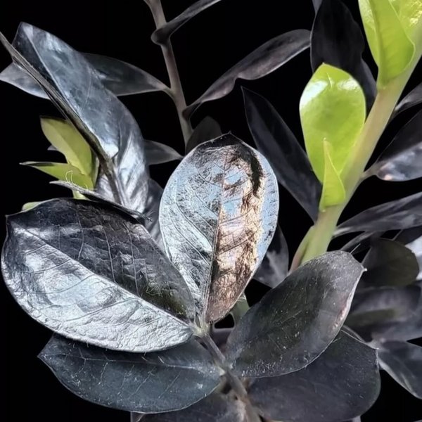 Cachepot Palha com Zamioculca Black Queen